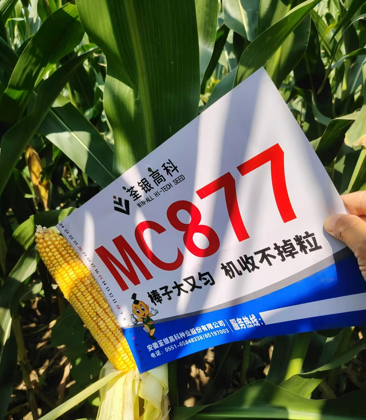 MC877.jpg